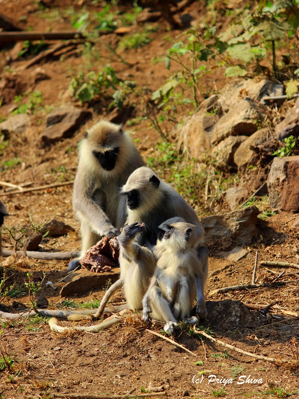 Grey Langur monkeys