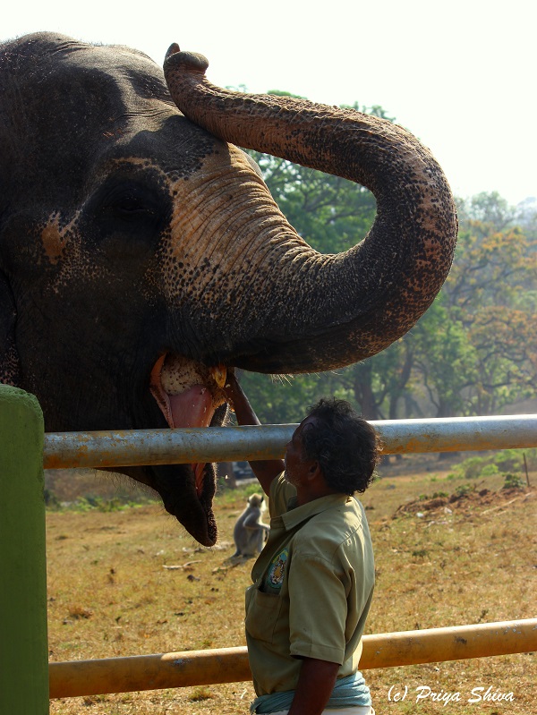 Theppakadu Elephant feeding camp