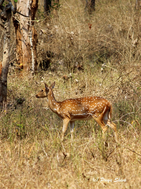 deer in mudumalai trip