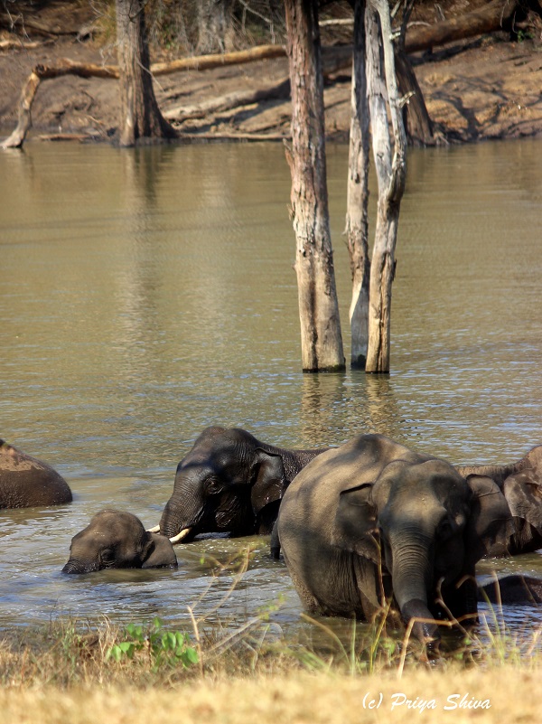 elephants in mudumalai