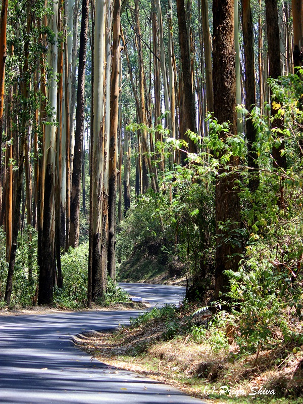 eucalyptus trees in ooty