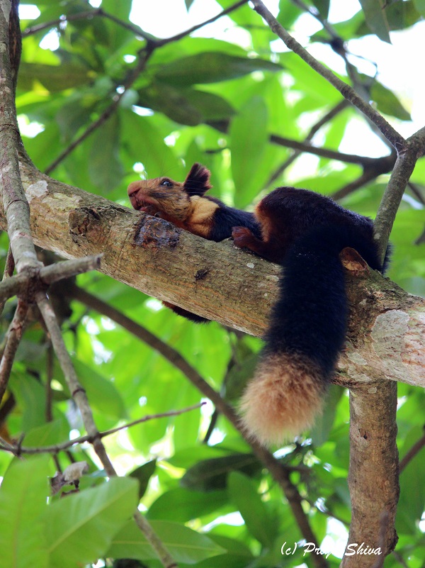 malabar squirrel