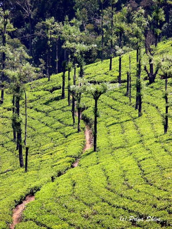 niligiri tea plantation