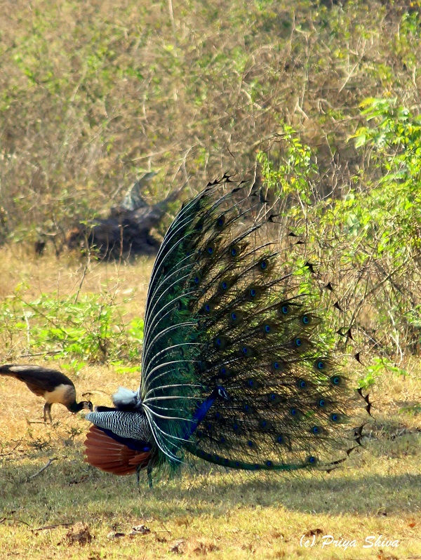 peacocks in mudumalai