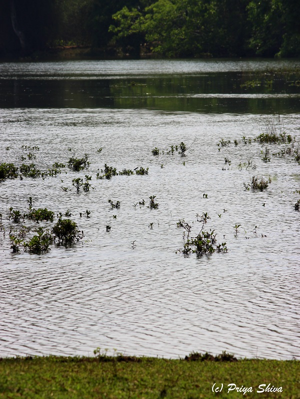 river in masinagudi