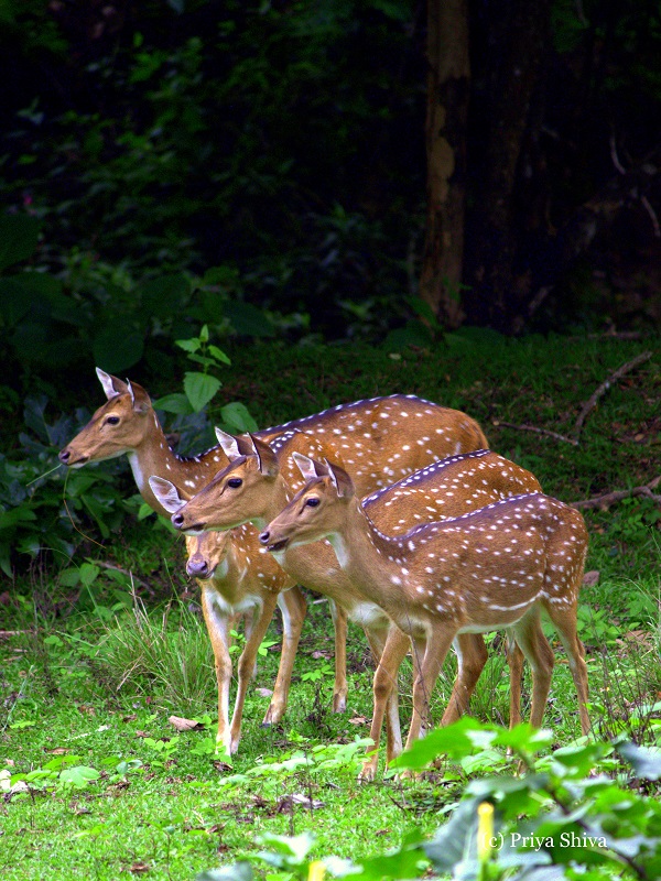 Deer in Nagarhole National Park