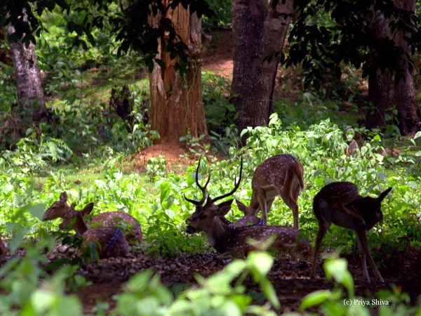 Deer in Nagarhole