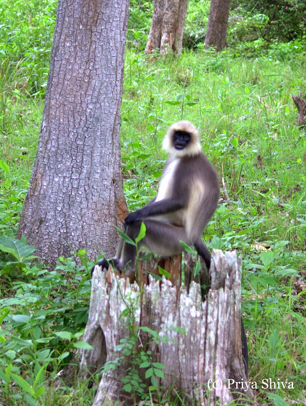 Grey langur monkey