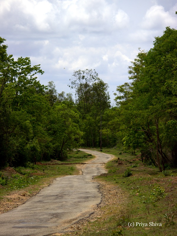 Nagarahole national park