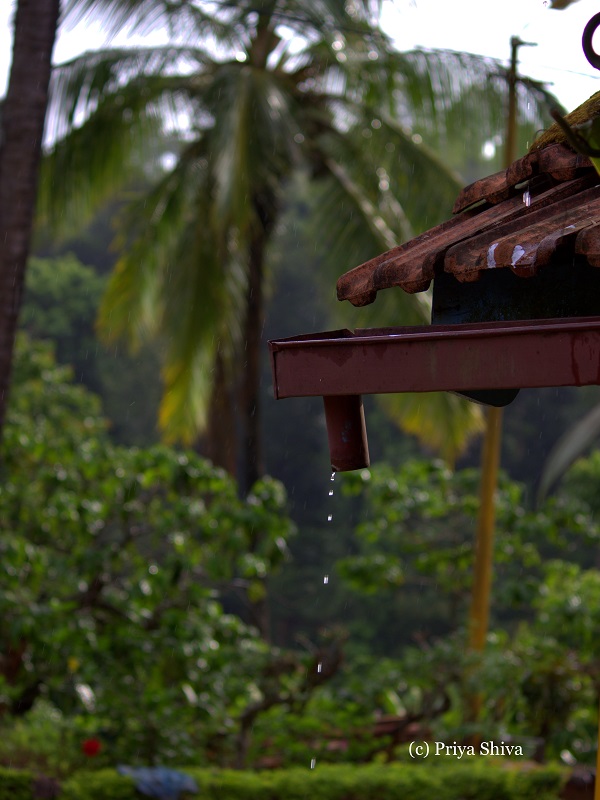 Rainy day in brain hunt homestay - South Coorg