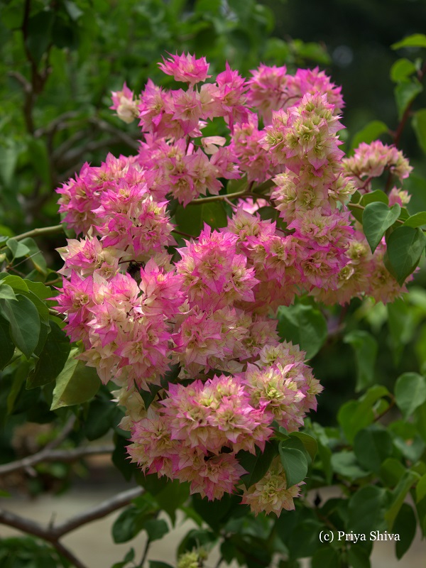 bougainvillea flowers