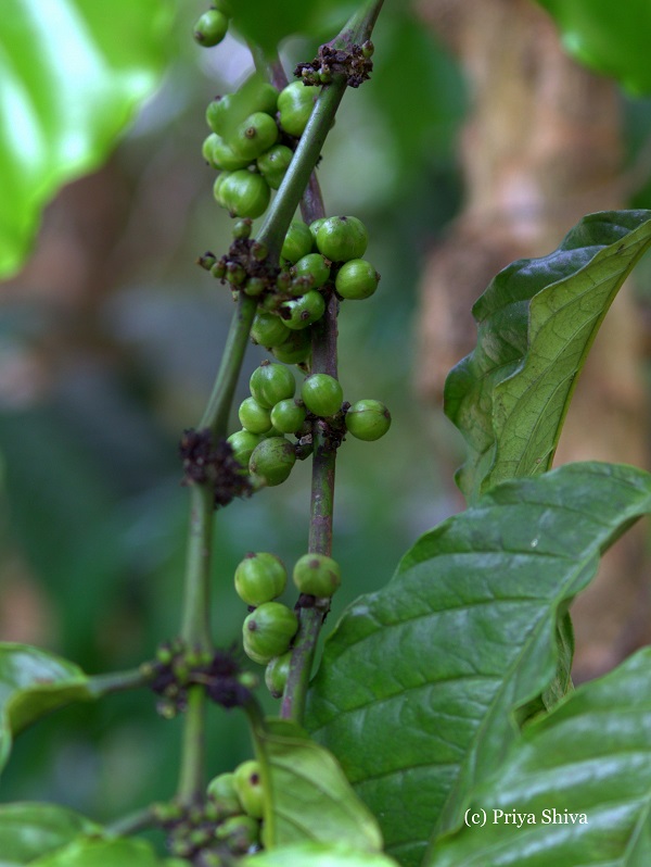 coffee green berries