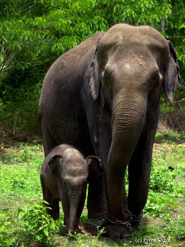 elephants in Nagarhole National park