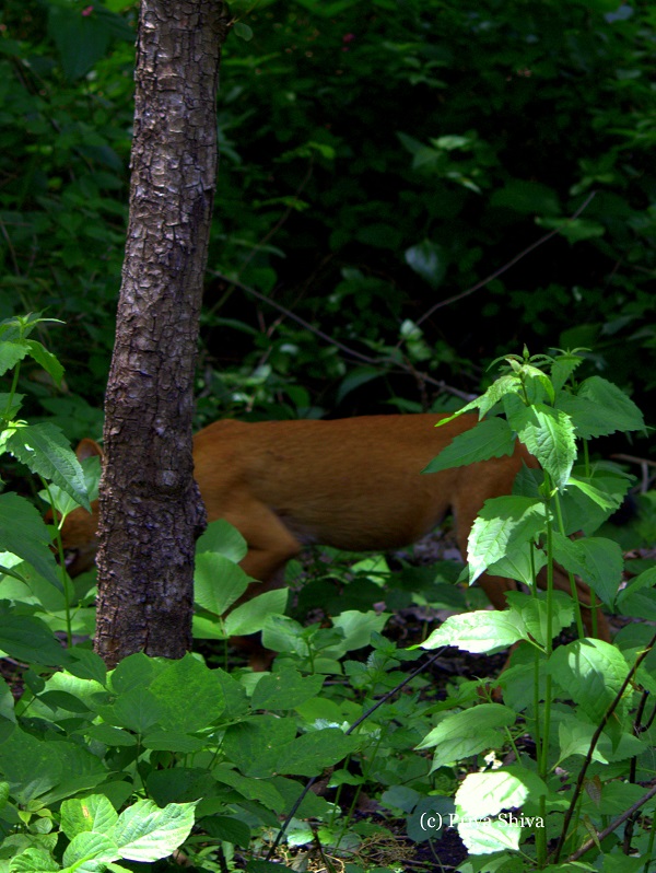 fox in Nagarhole