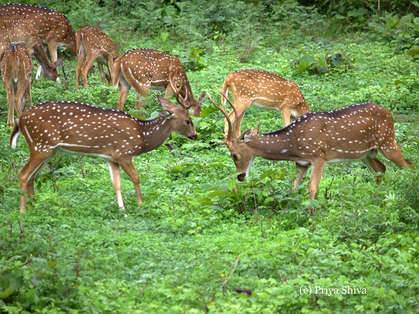 herd of deer - Nagarhole National Park