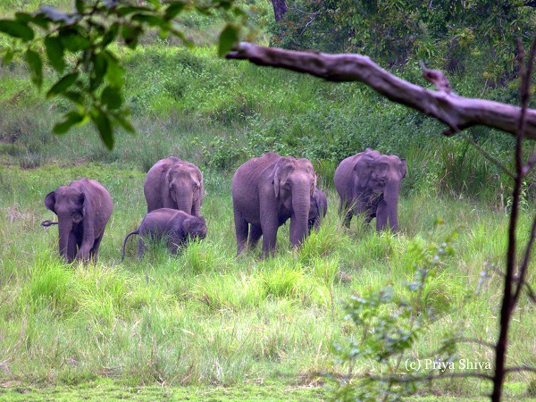 herd of elephants in Nagarhole