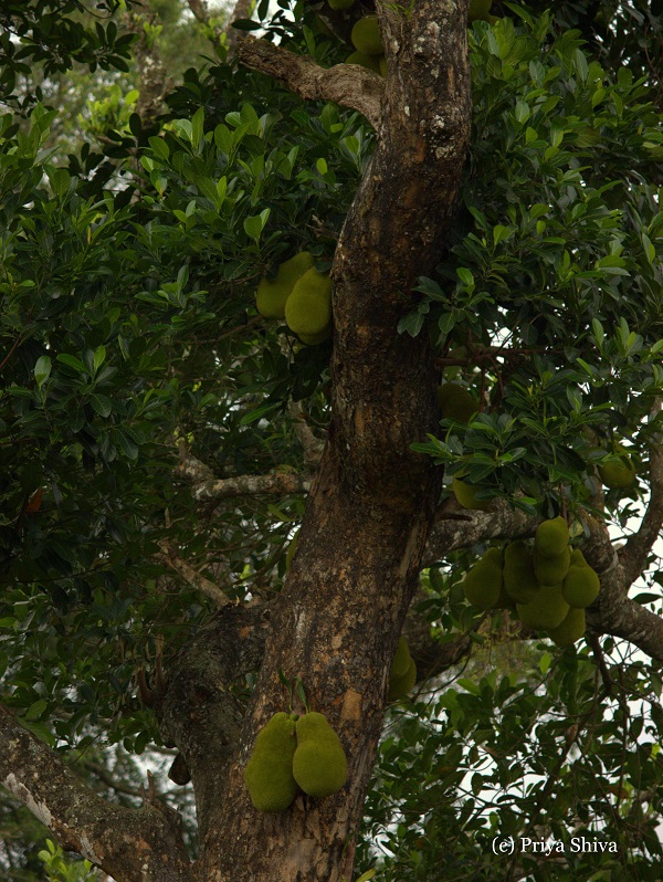 jackfruit tree