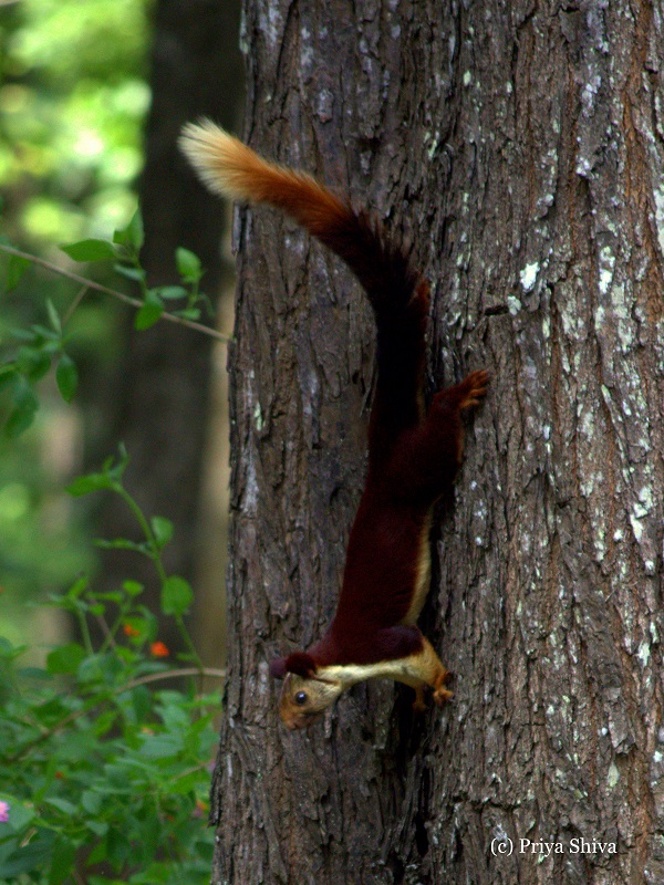 malabar squirrel in Nagarhole