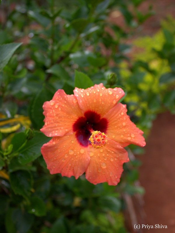orange hibiscus - nagarahole