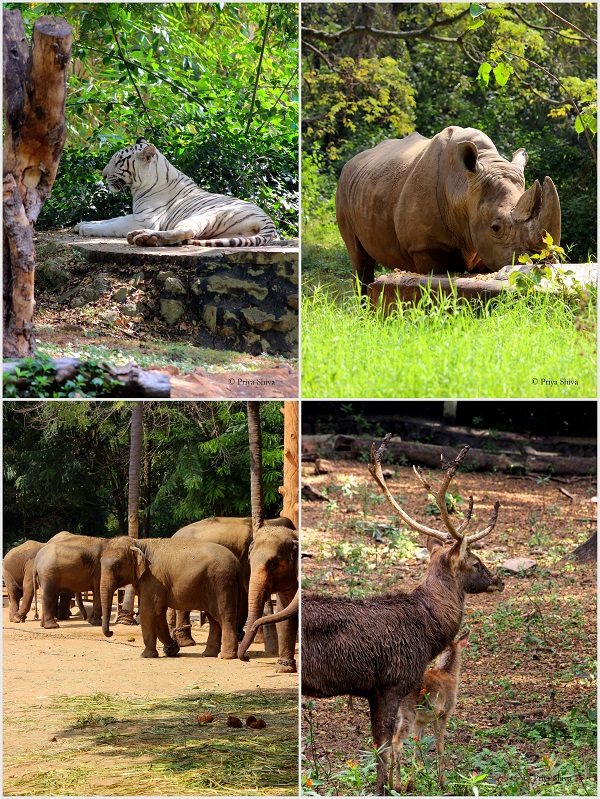 Mysore Zoo