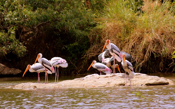 painted stork at ranganathittu bird sanctuary