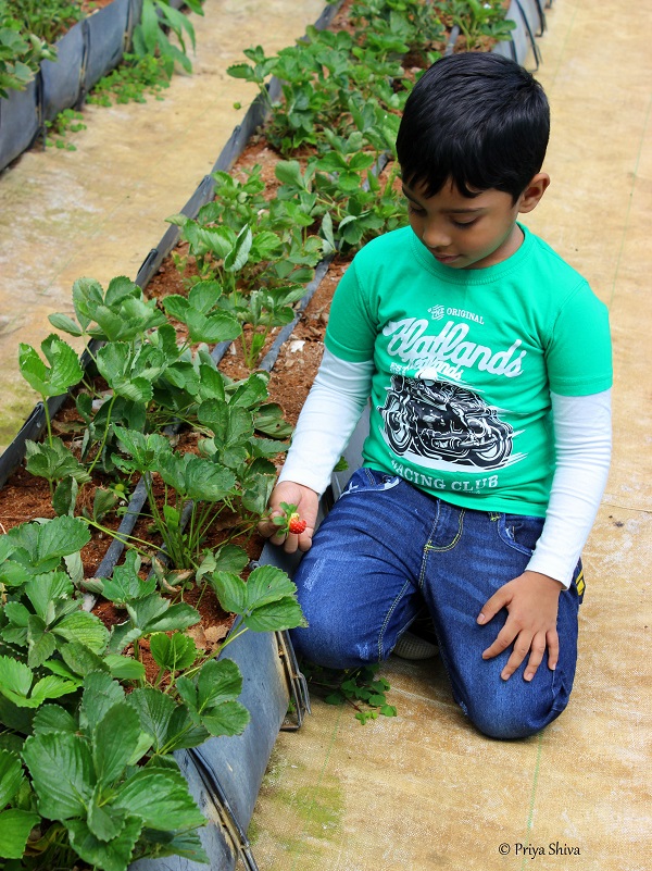 Strawberry farm