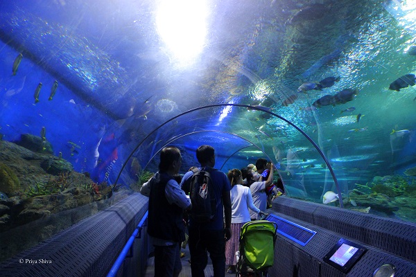 Underwater sea world Pattaya