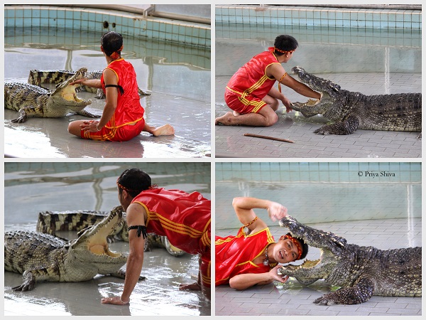 crocodile park pattaya