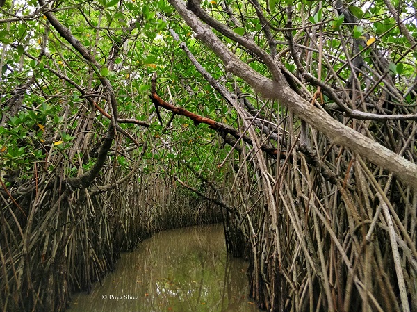Pichavaram mangrove forest chidambaram