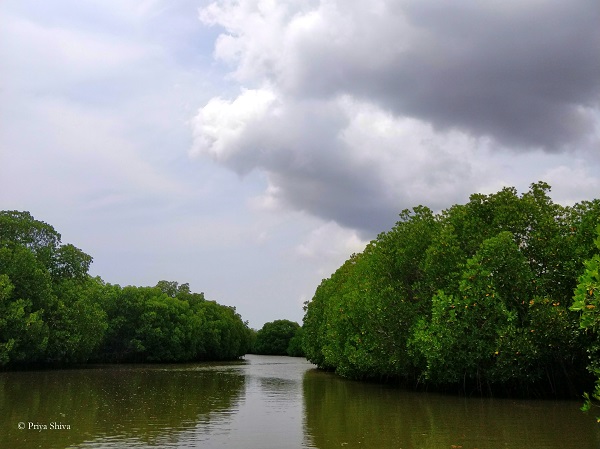 Pichavaram mangrove forest